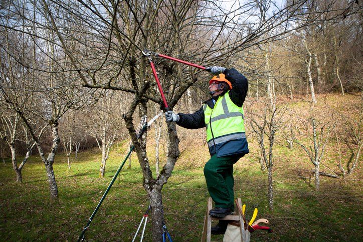 Man wearing a safety vest and helmet trimming tree branches