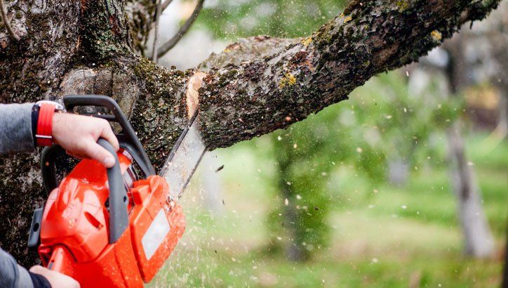 Person using a chainsaw to cut a tree limb