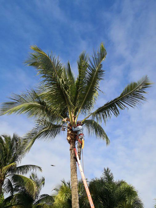 Palm Tree Trimming Coconut Removal Palm Tree Removal Plantation FL