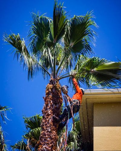 Contact Us - Tree Services Palm Beach County - SaveMore Tree Service