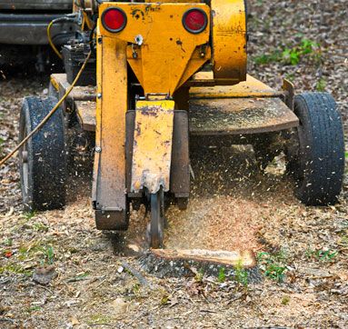 2021 Tree Stump Removal Costs - AvgGrinding Prices - HomeAdvisor