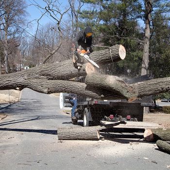 Man Cutting Uprooted Tree Blocking the Road — Niles, Michigan — Avina Tree Service