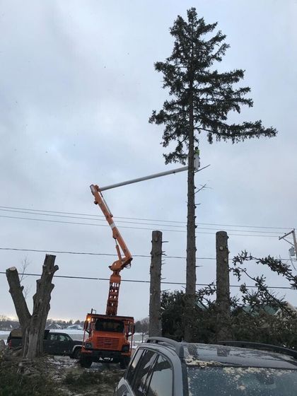 Man Pruning Trees — Niles, Michigan — Avina Tree Service