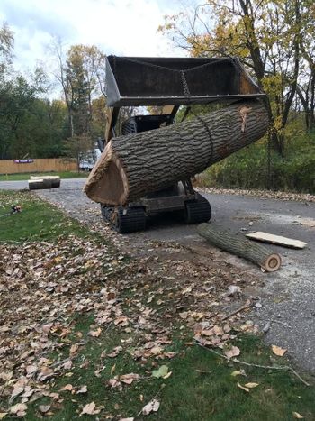 Man Cutting a Large Tree Stump — Niles, Michigan — Avina Tree Service