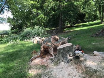Stump Grinder — Niles, Michigan — Avina Tree Service
