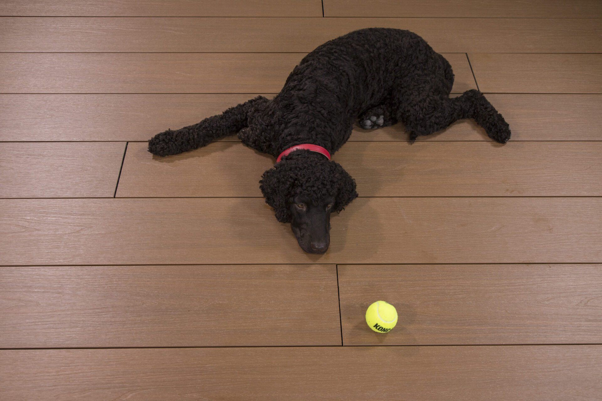 a perfectly maintained wooden flooring with a black dog laying on it