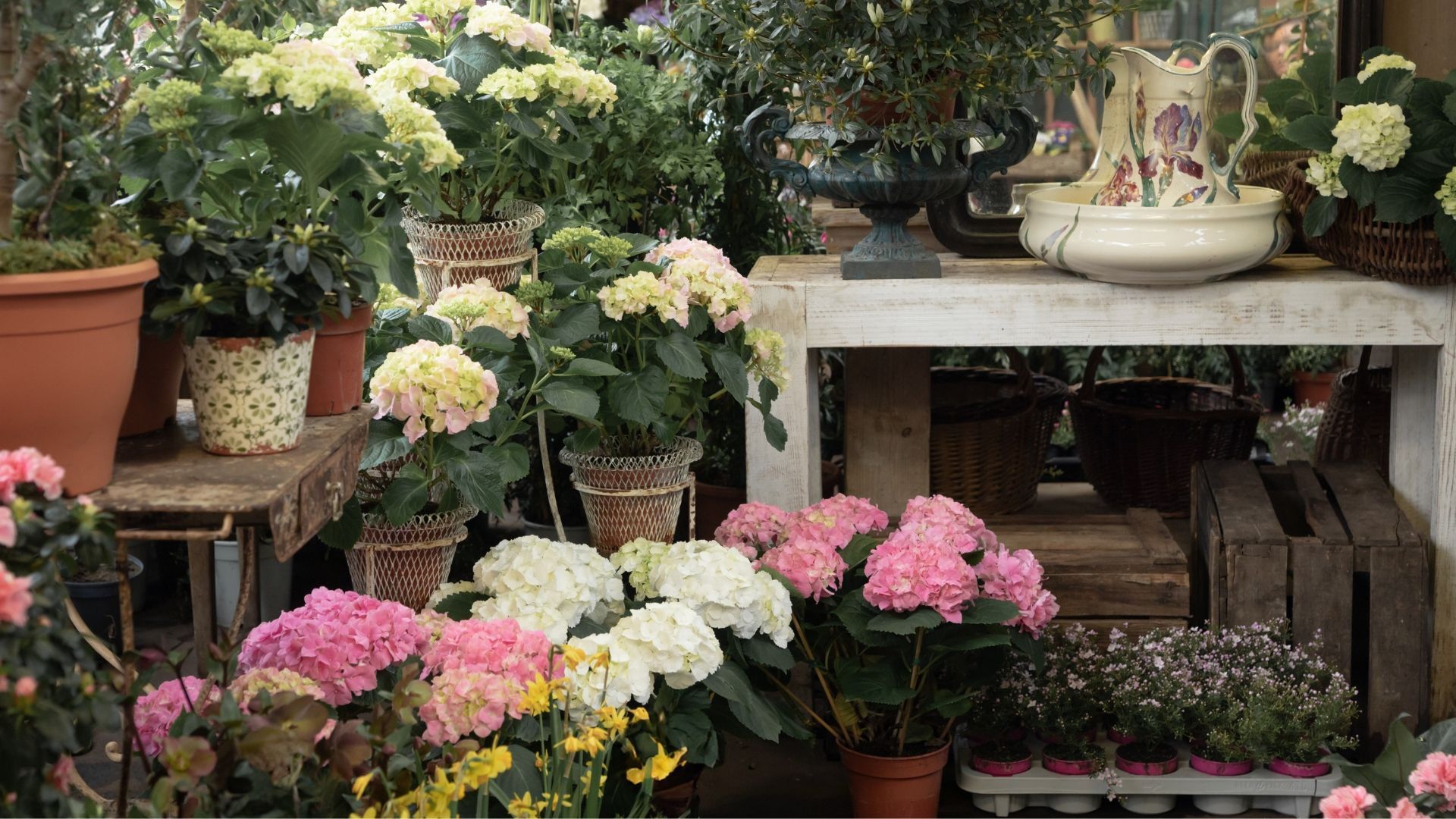 A flower shop with various potted hydrangea flowers in shades of pink, white, and yellow.