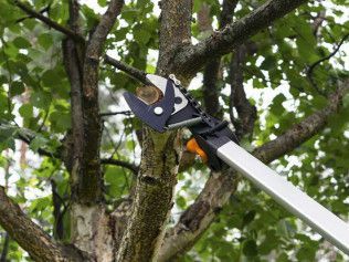 Pruning shears on a pole cutting a tree branch outdoors.