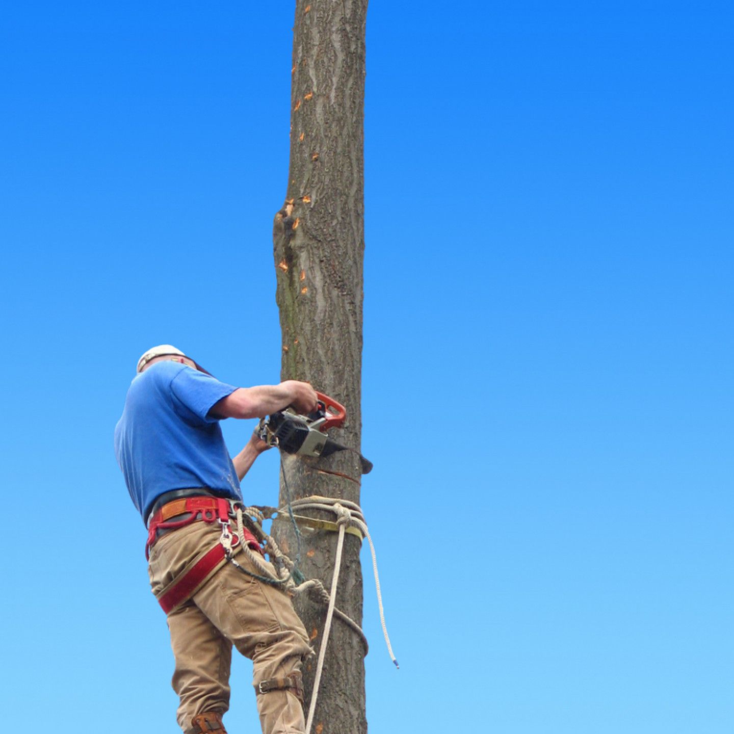 Arborist using a chainsaw on a tree trunk, secured by ropes and a harness, against a blue sky.