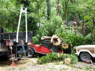 Tree removal: A felled tree on a red Jeep, a truck, and a white frame in a wooded area.