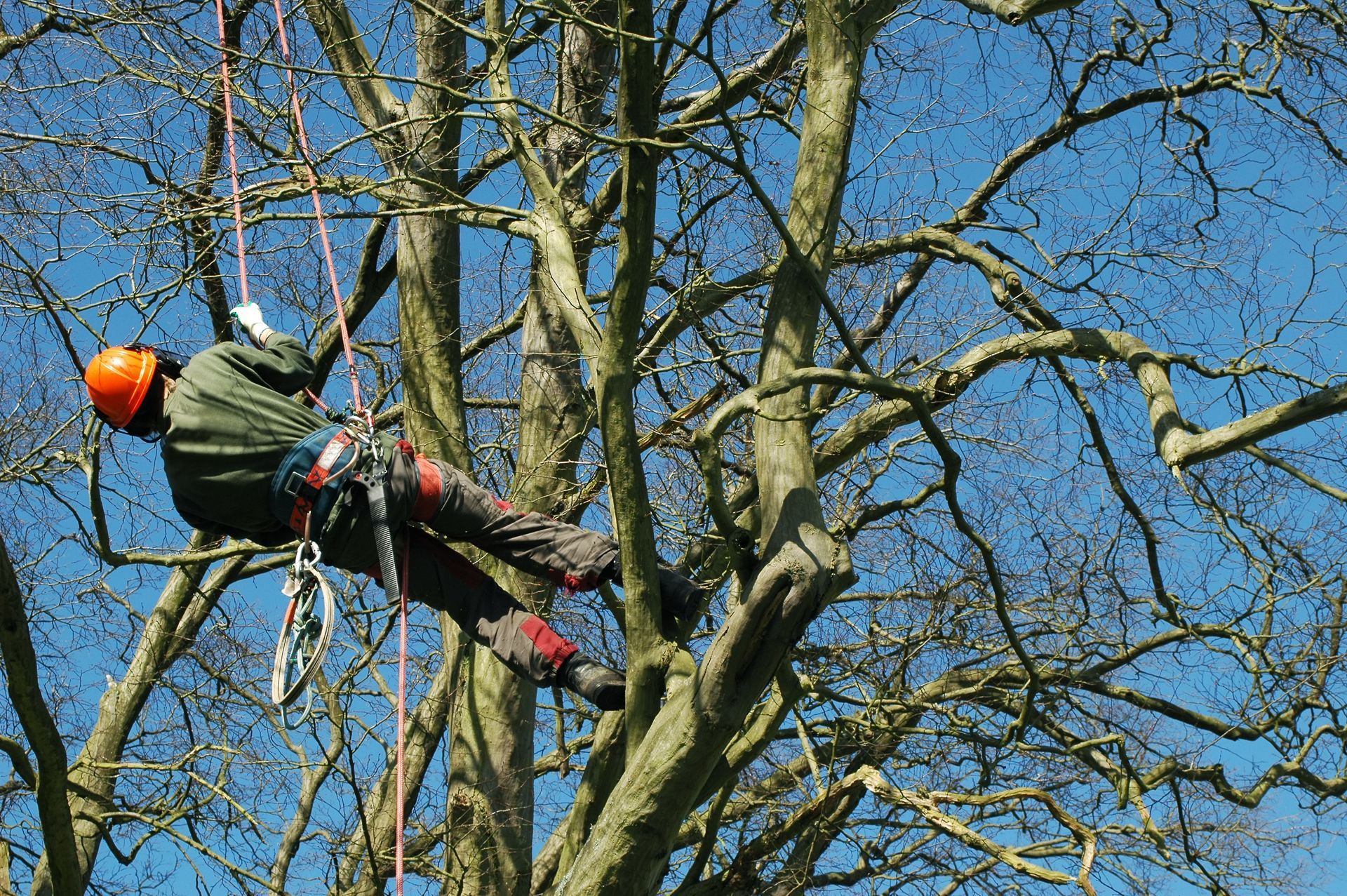 Arborist in a tree, wearing orange helmet and climbing gear, against a blue sky.