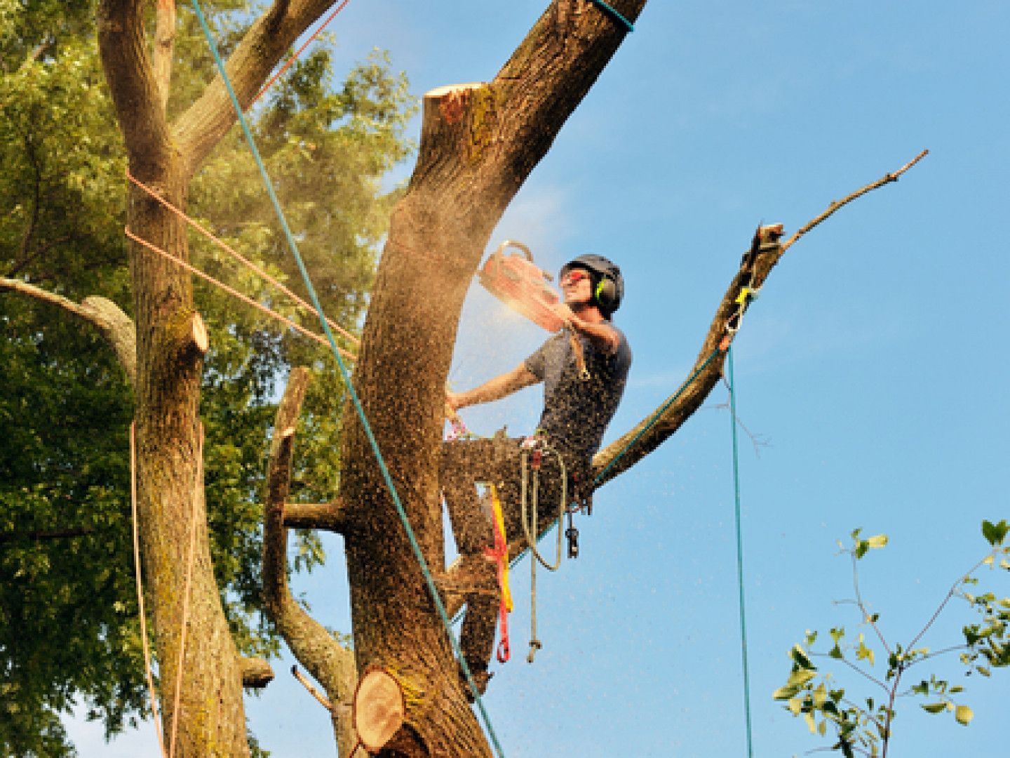 Arborist using a chainsaw to cut a tree branch, secured with ropes, against a blue sky.
