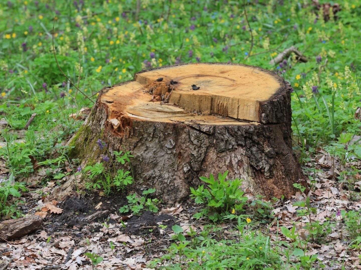 Tree stump in a grassy area with new growth.