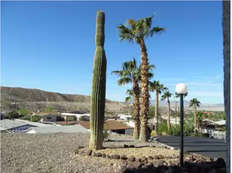 A large saguaro cactus is in the middle of a desert