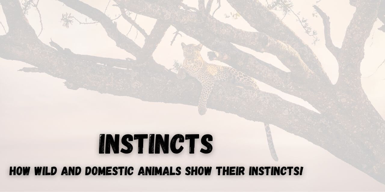 metamorphosis is the process of an animal changing between life phases