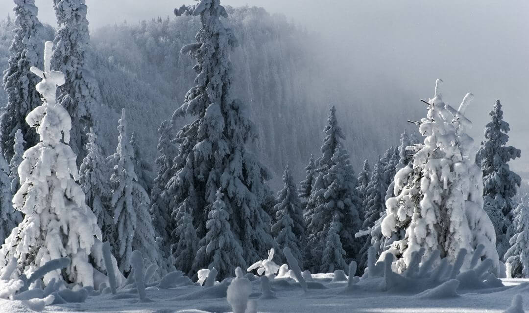 snow covered conifers