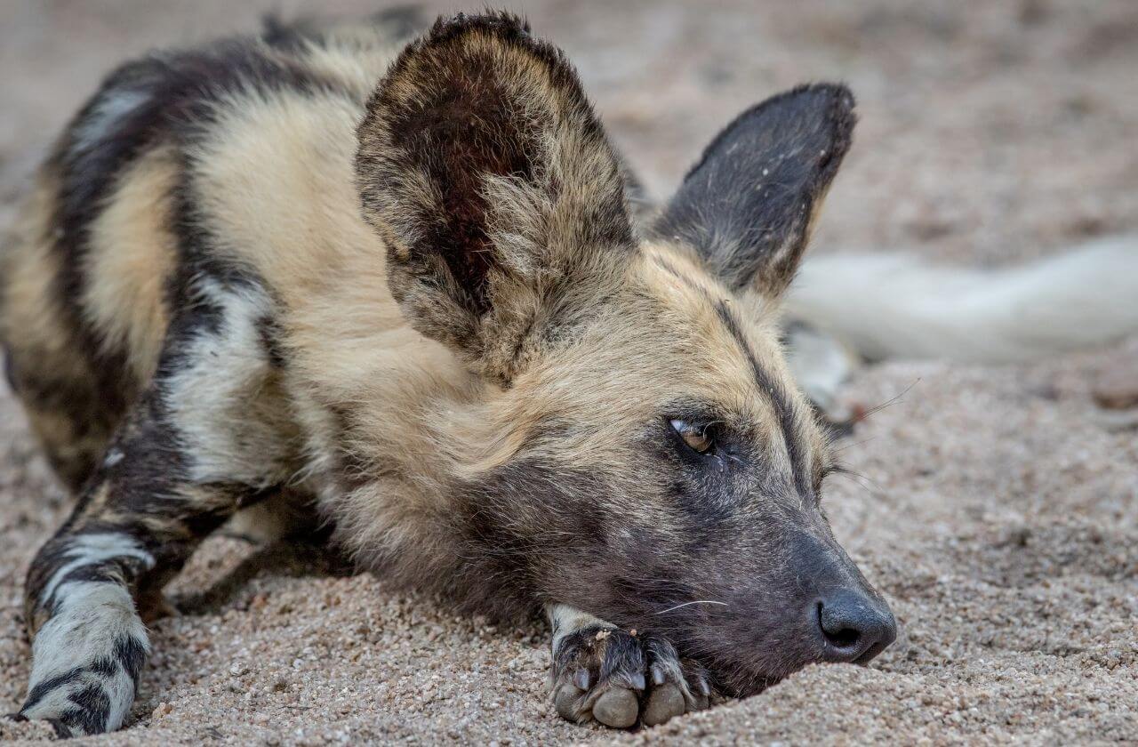 beehive sheet being pulled out of hive