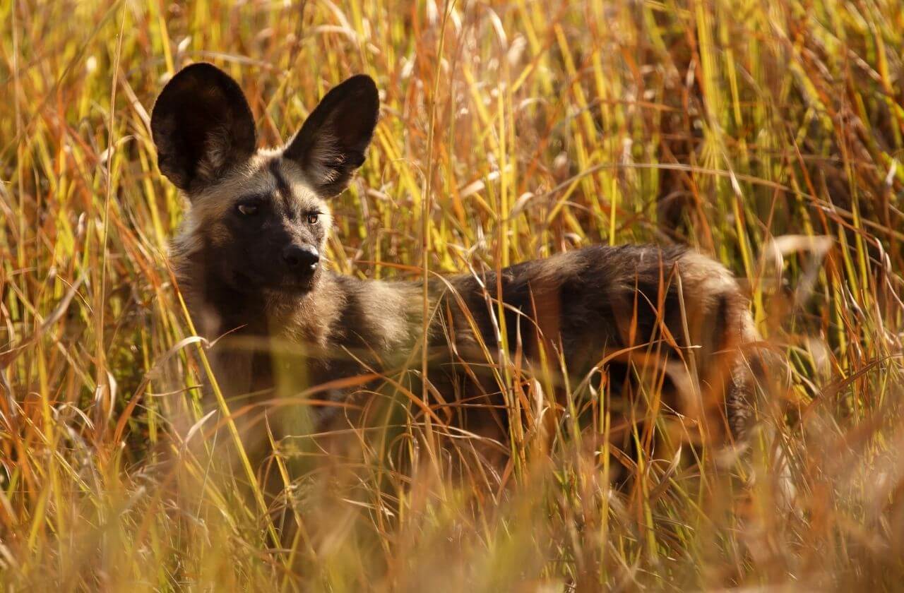 large herd of elephants standing in and around a large watering hole