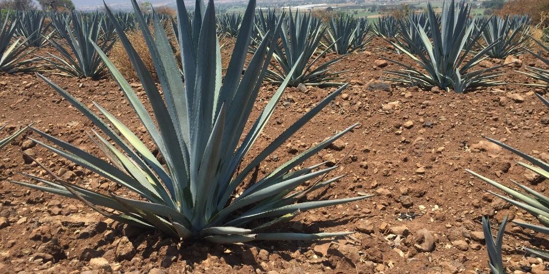 several agaves scattering the barren, brown, desert landscape