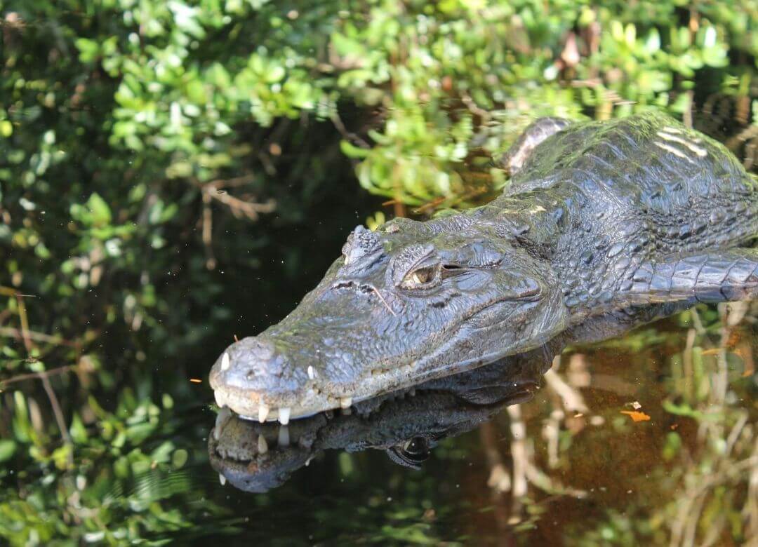 alligator floating on the surface of the water