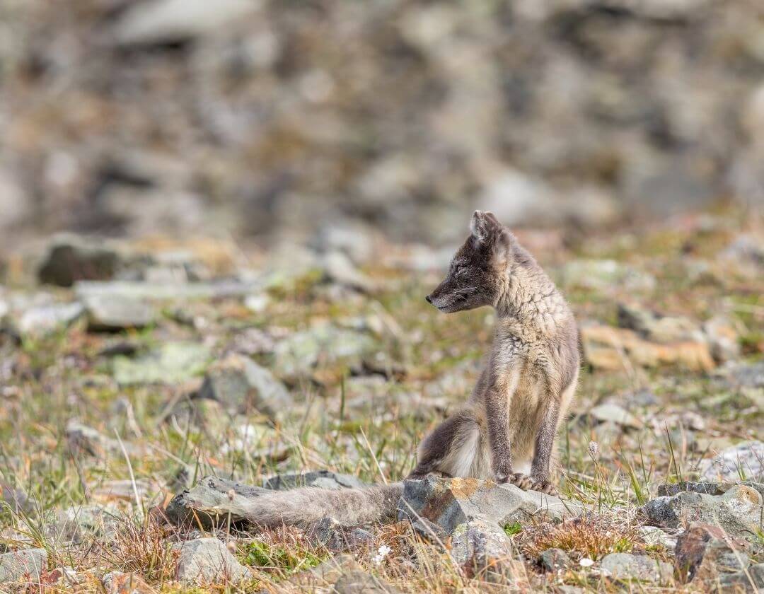 arctic fox with summer coat camouflaged on rocks