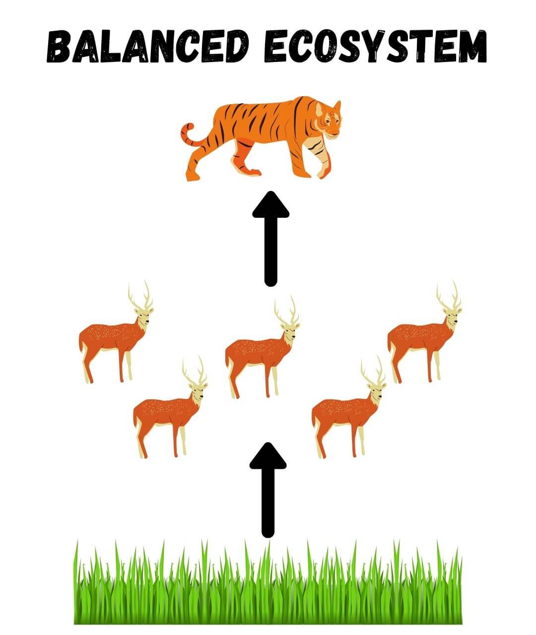 graph of how plants and animals keep each other in check in a balanced ecosystem