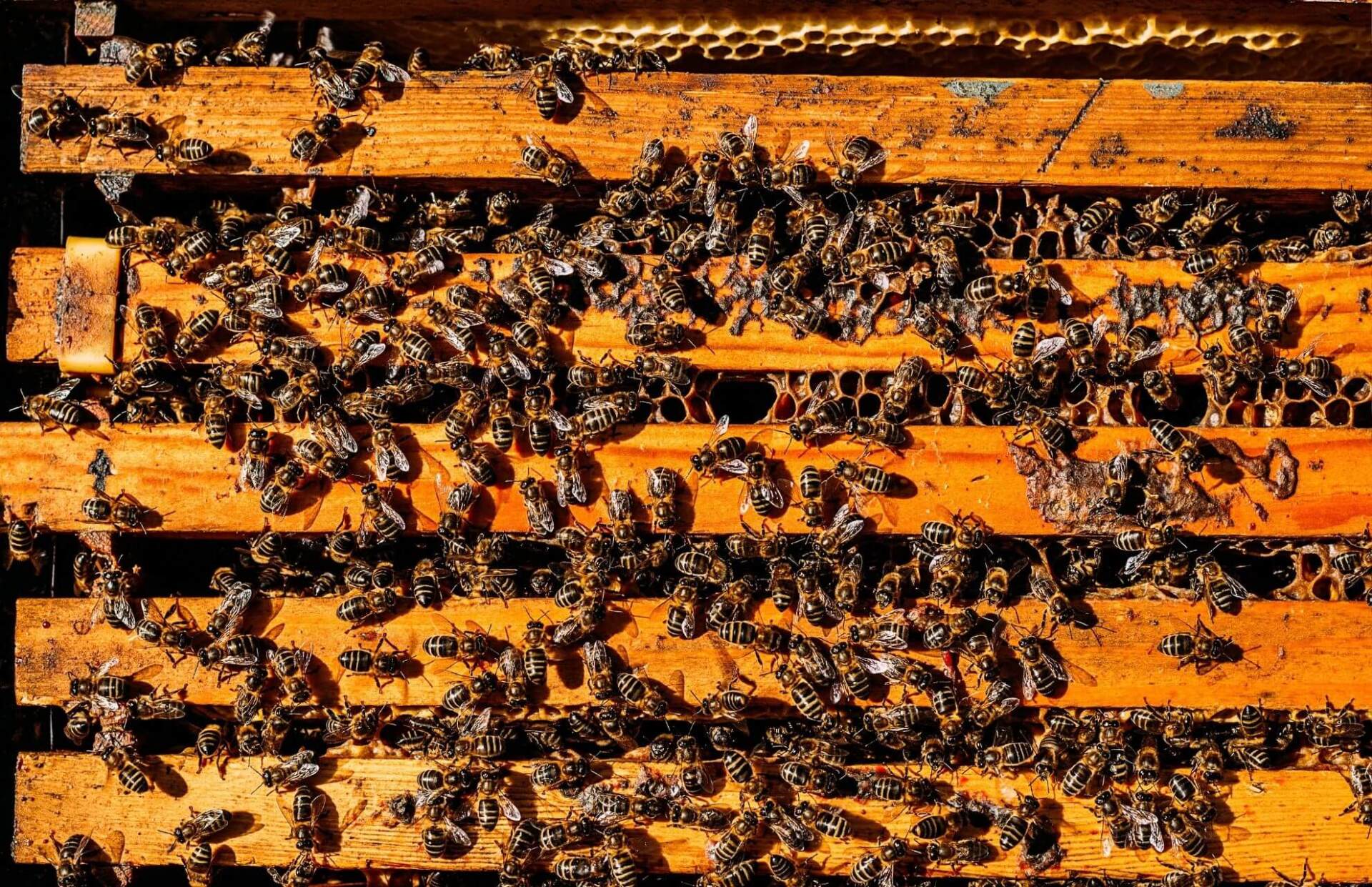 bees on hive