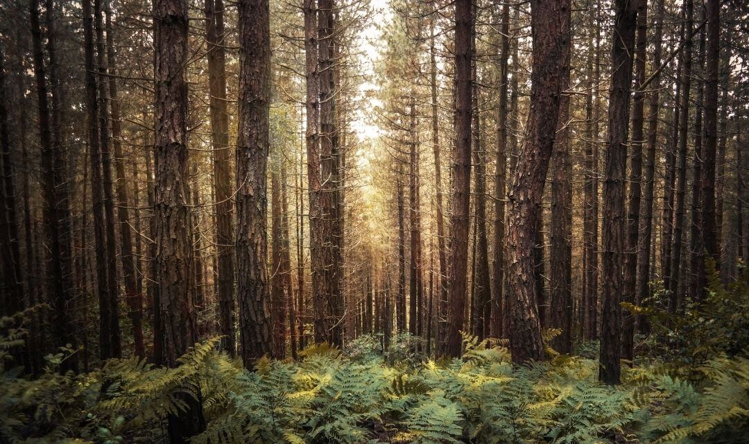 dense trees in a temperate forest