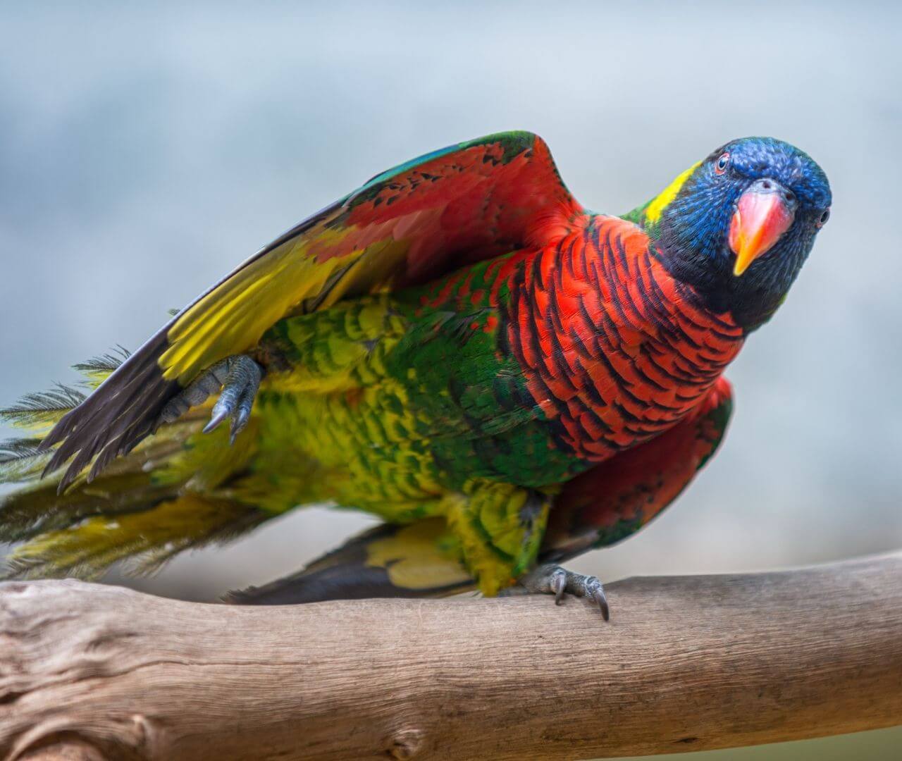 colorful parrot perched on a branch