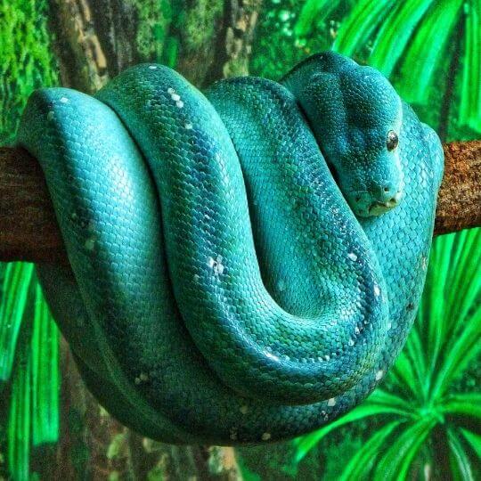 blue snake coiled on tree branch