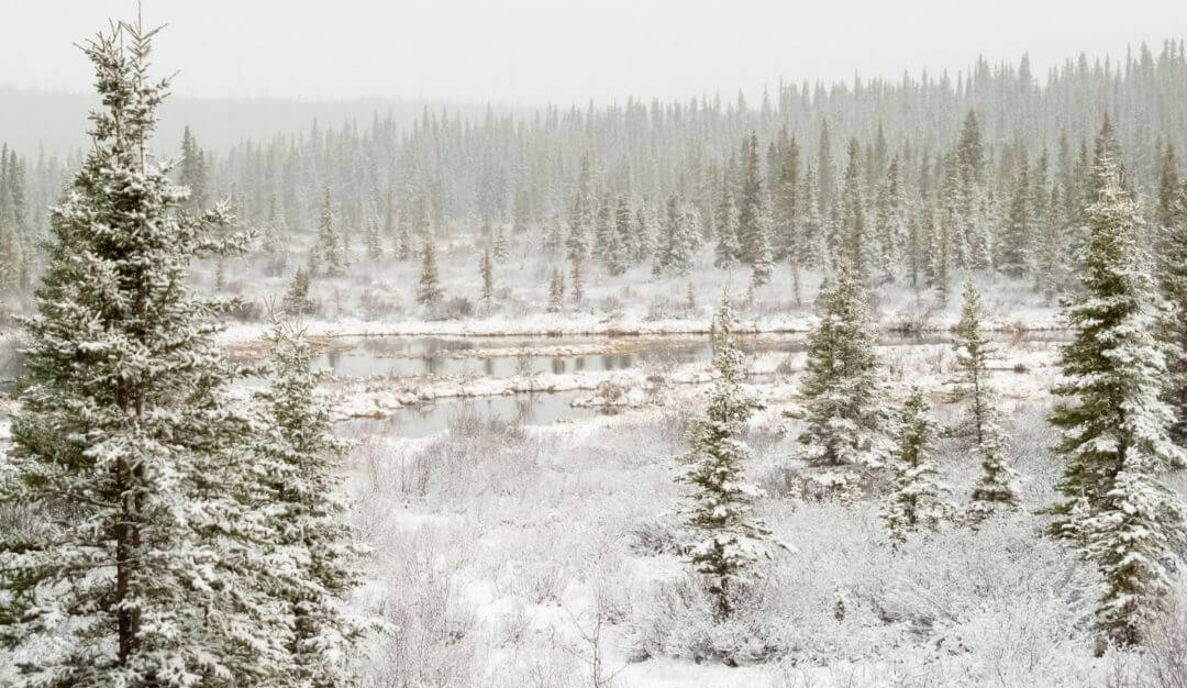 boreal forest with scarce pine trees and a frozen lake