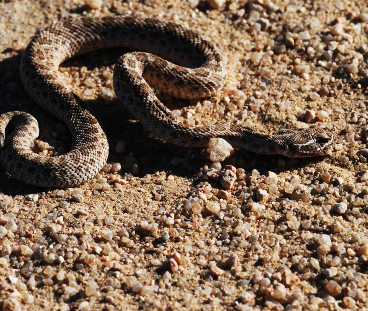 sea snake in a reef