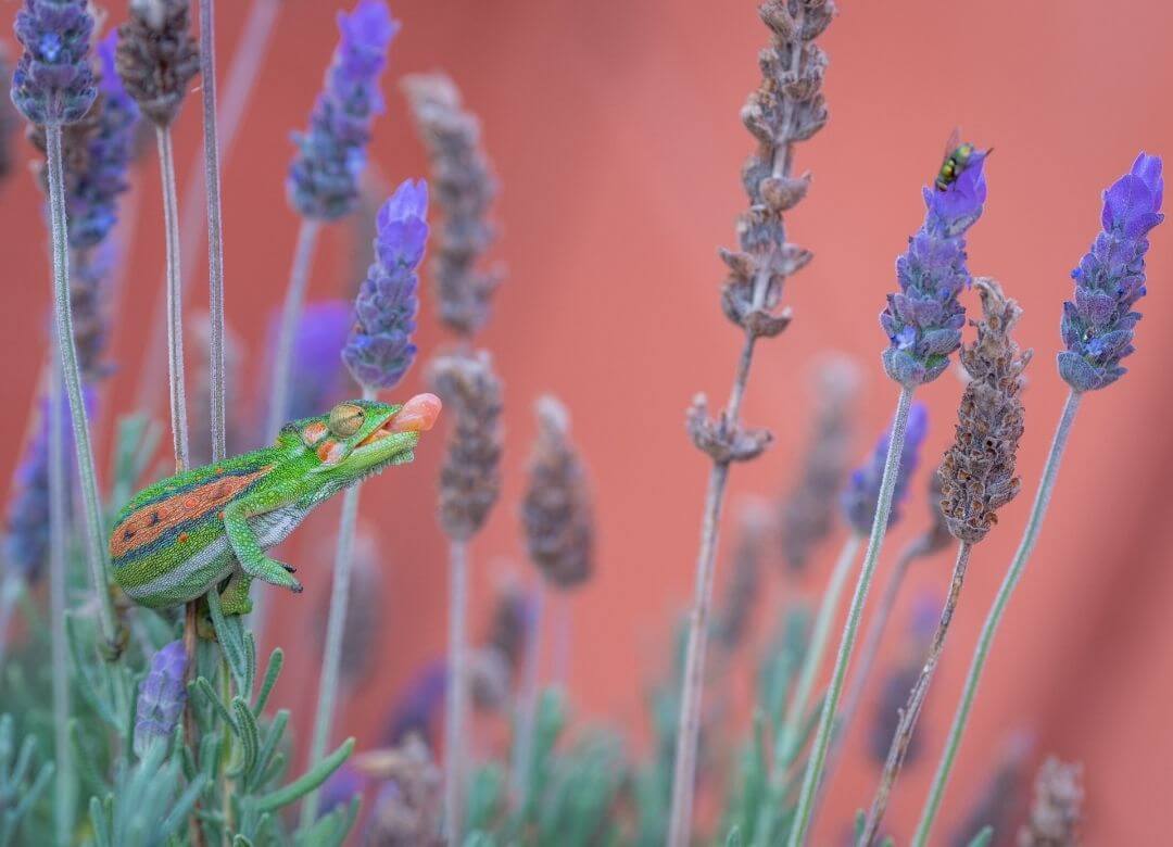 chameleon tongue getting ready to shoot out