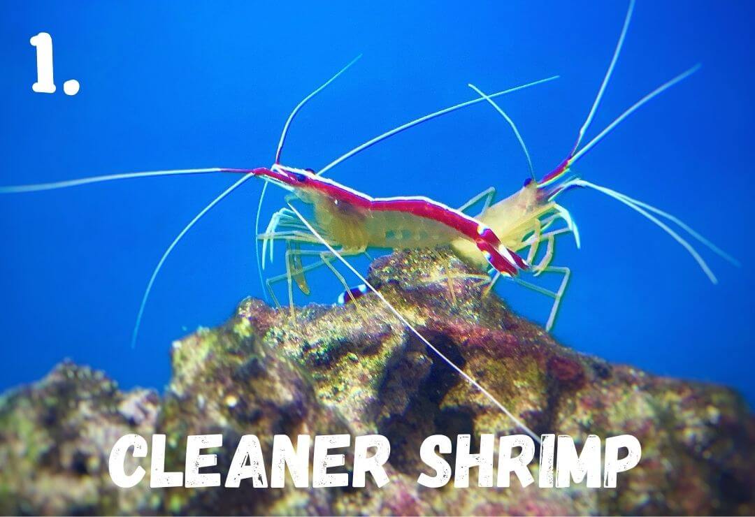 two skunk shrimp, also known as cleaner shrimp, standing on a rock