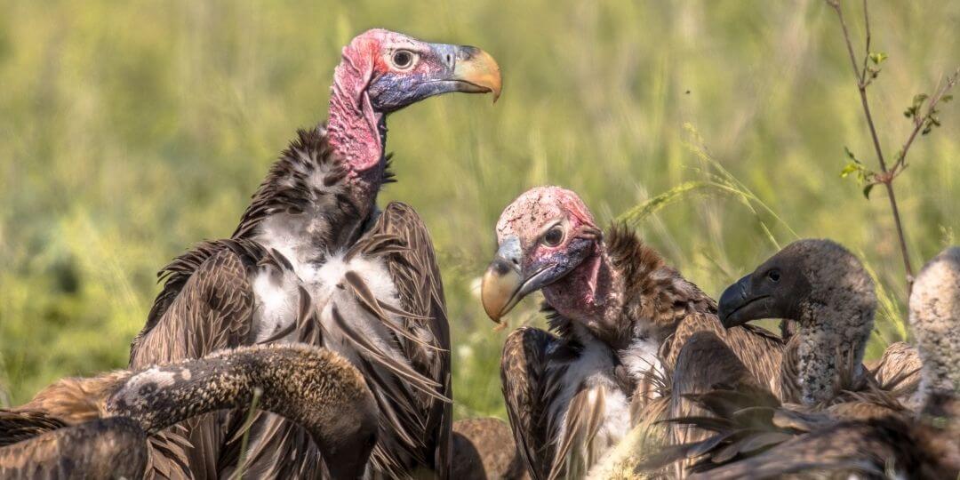 lappet f aced vultures and griffon vultures gathered around a carcass