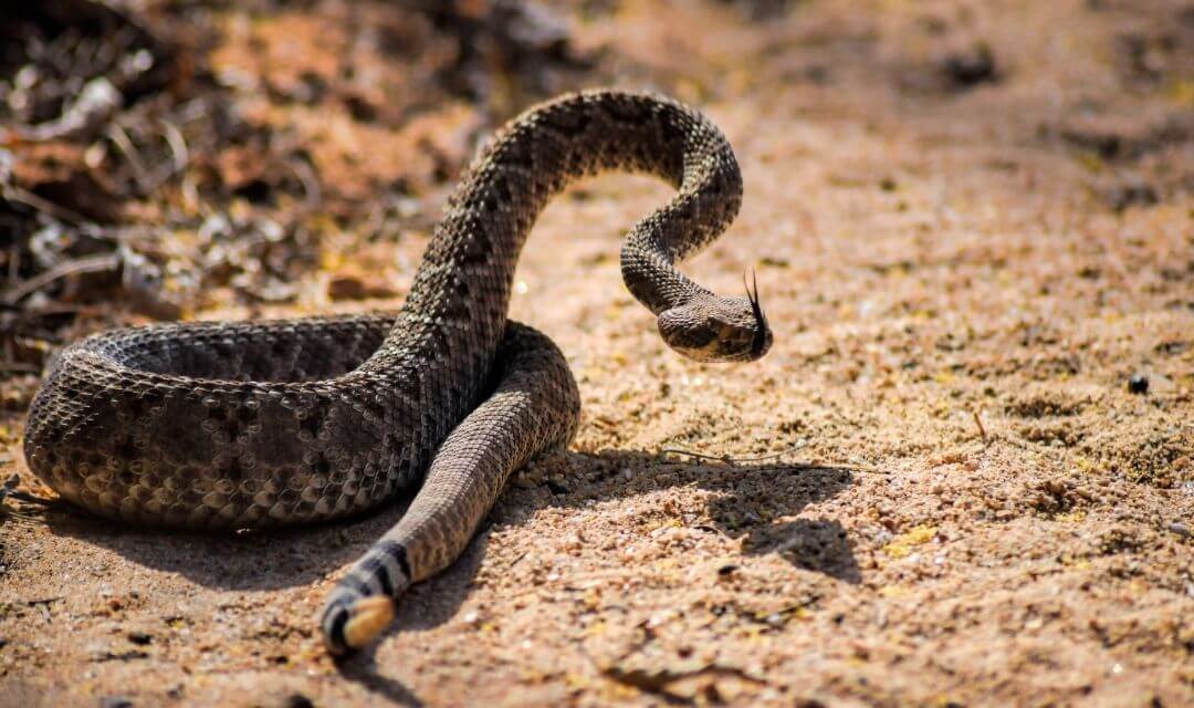 diamondback rattlesnake getting ready to strike