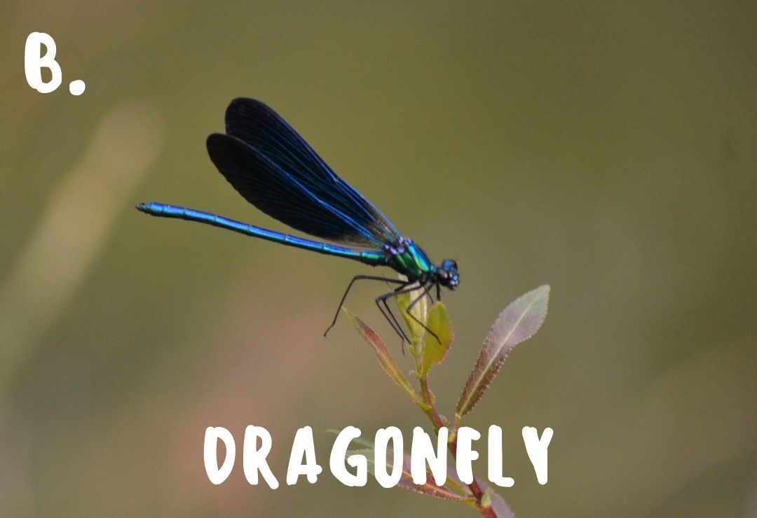 blue dragonfly clinging to a leaf