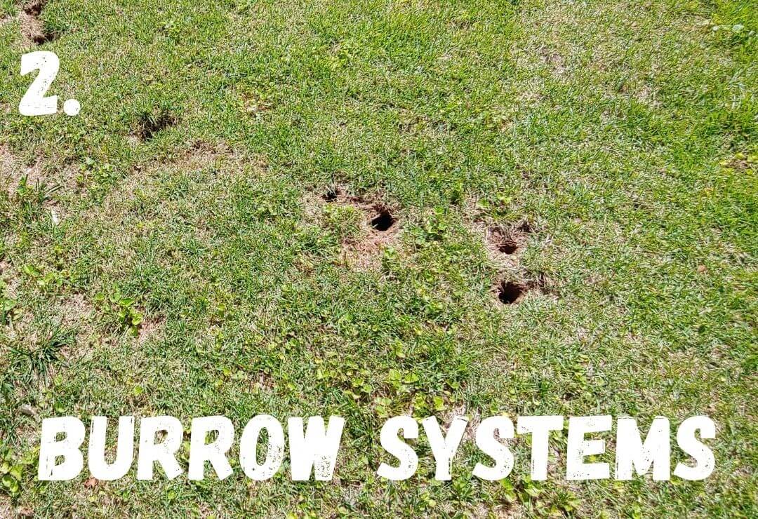 grassy yard with holes made by burrowing animals like prairie dogs or moles