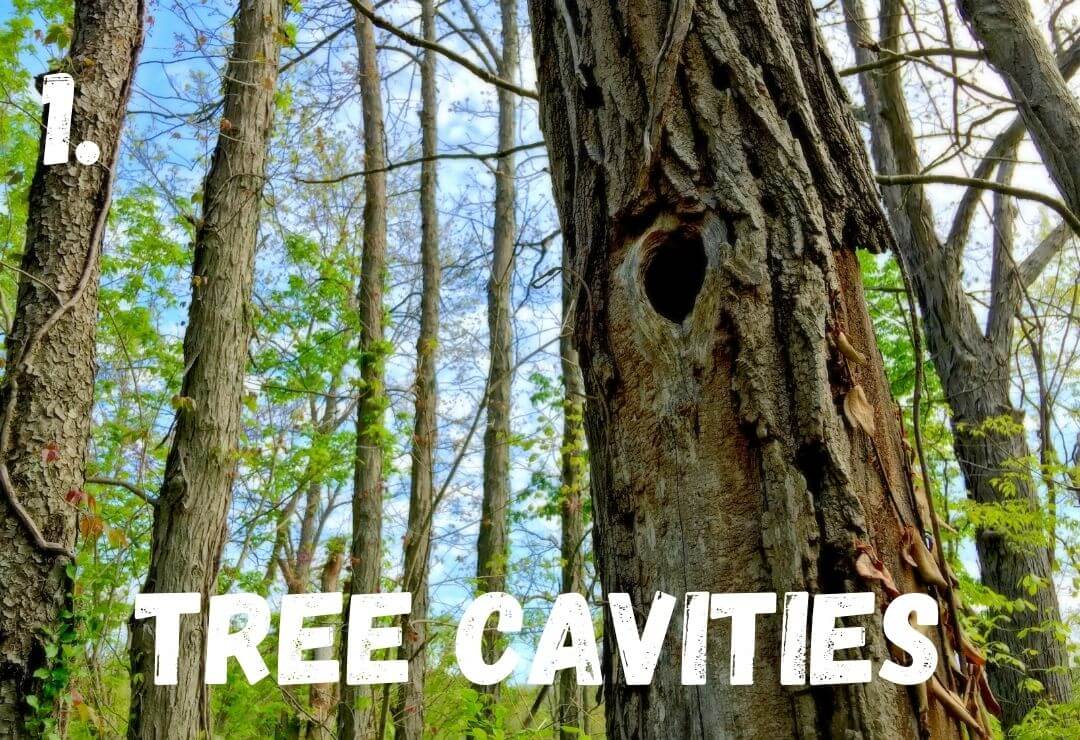 hole in tree created by a hungry woodpecker with many tall, skinny trees in the forest