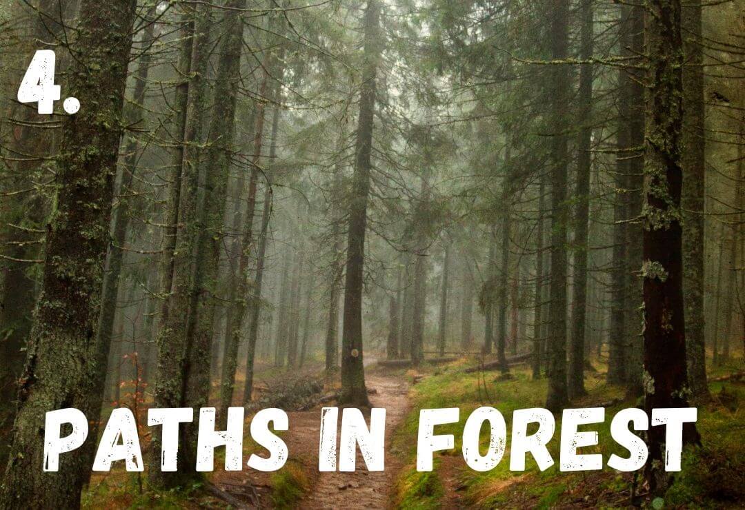 dark, earie forest with tall, skinny pine trees and a narrow path through the trees