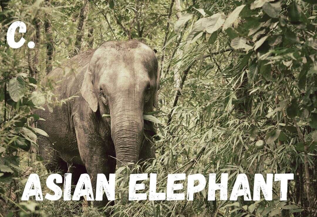 female asian elephant moving through a dense, green forest looking at the camera