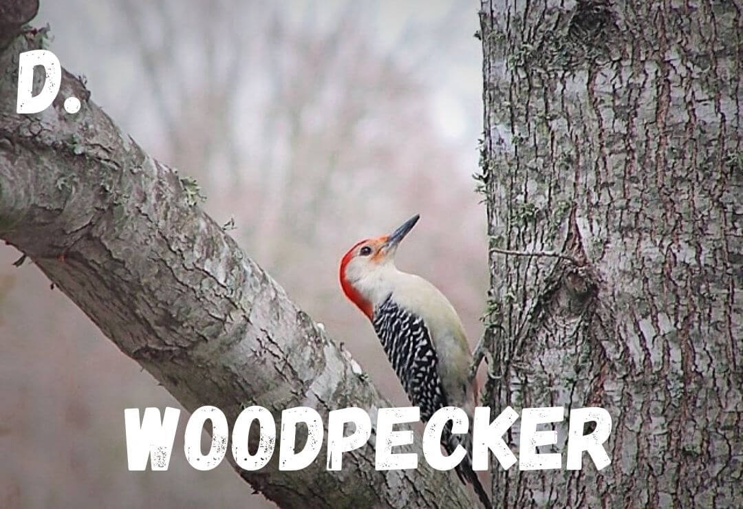 woodpecker perching on a tree trunk preparing to look and dig for bugs
