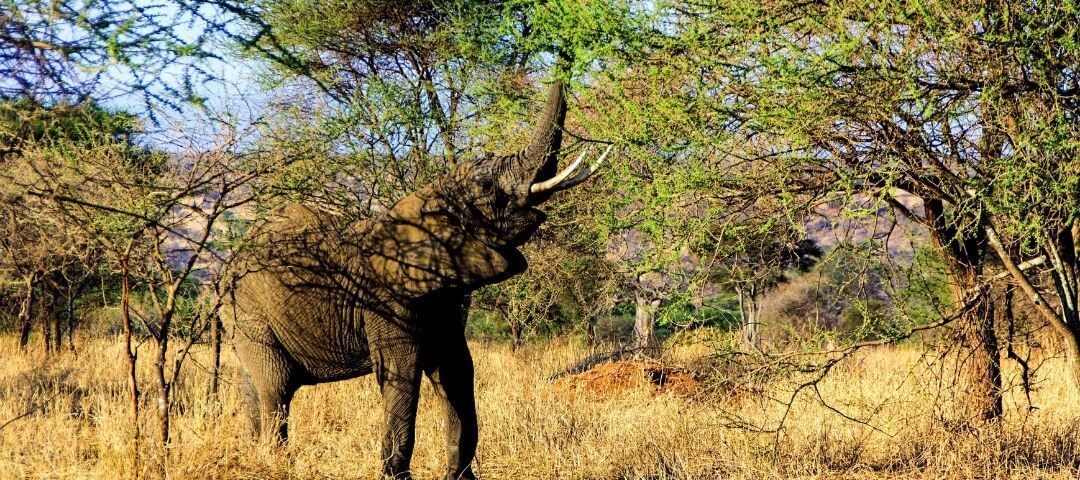 elephant reaching up into the trees with its trunk for food