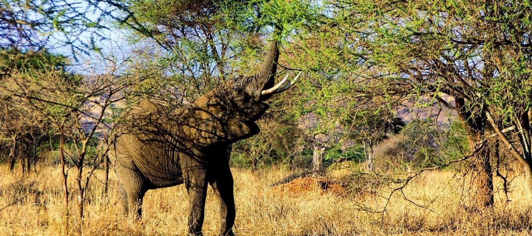 elephant herd crossing savanna