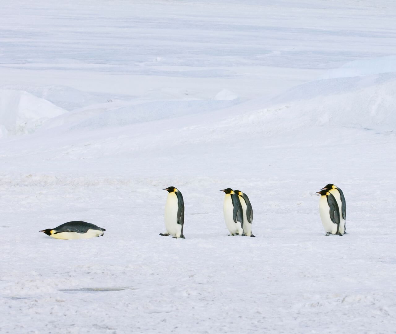 green grasshopper on a green leaf