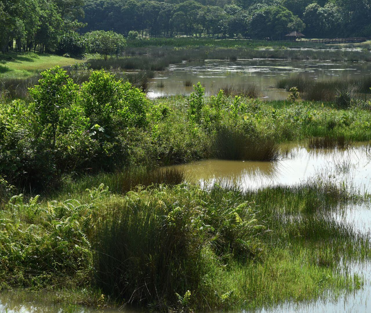 huge group on monarch butterflies hanging on tree branches