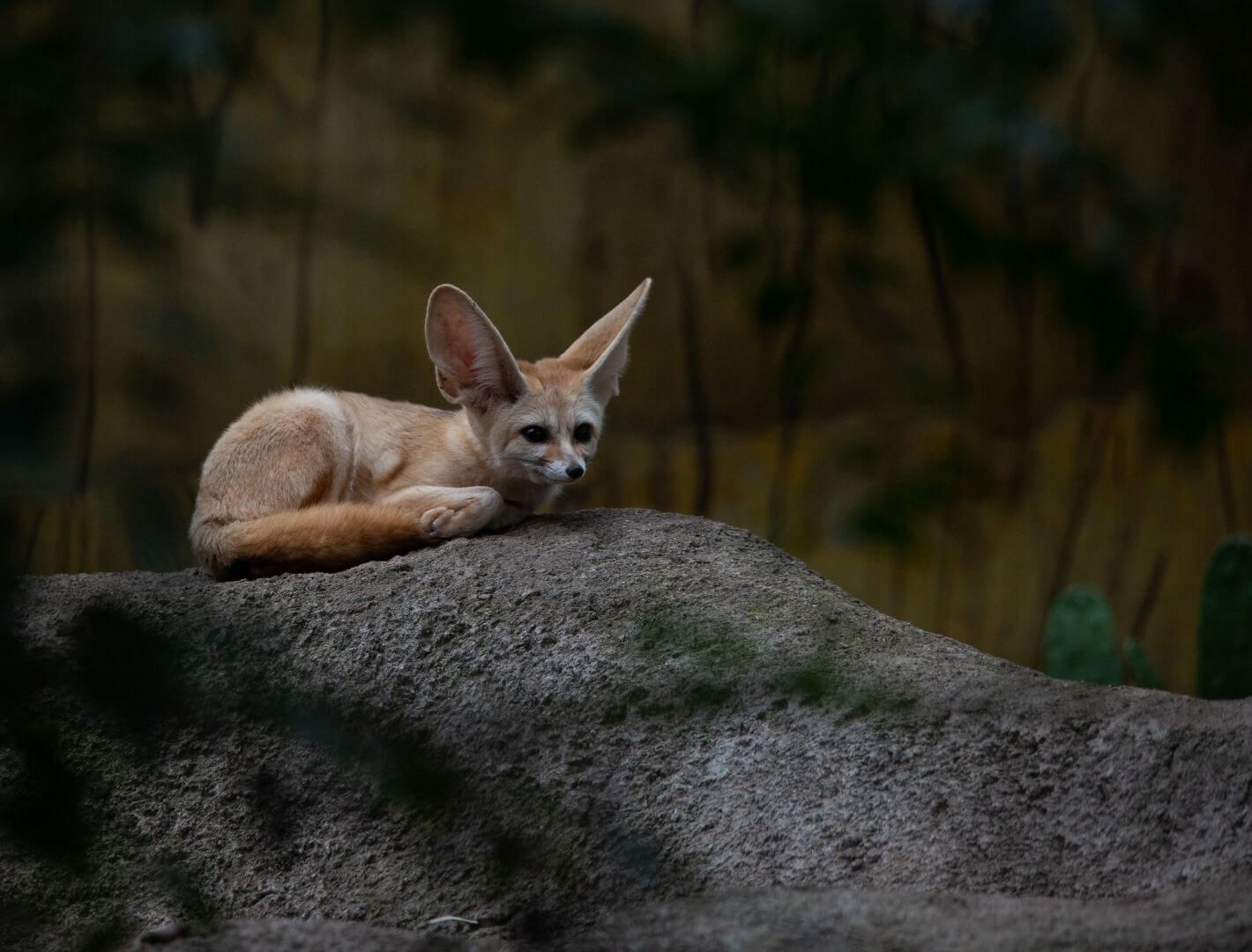 fennec fox resting on a rock
