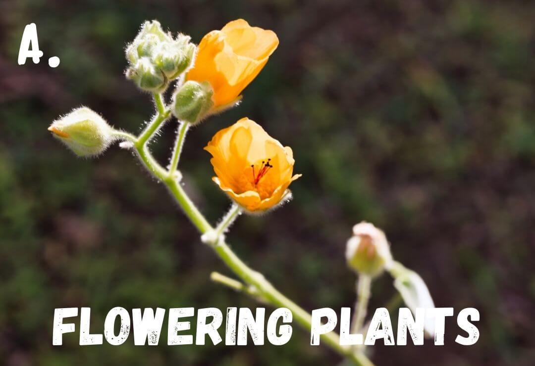 stem with several buds and orange flowers