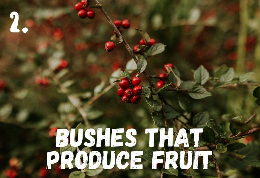 green bush with little leaves and bunches of red berries