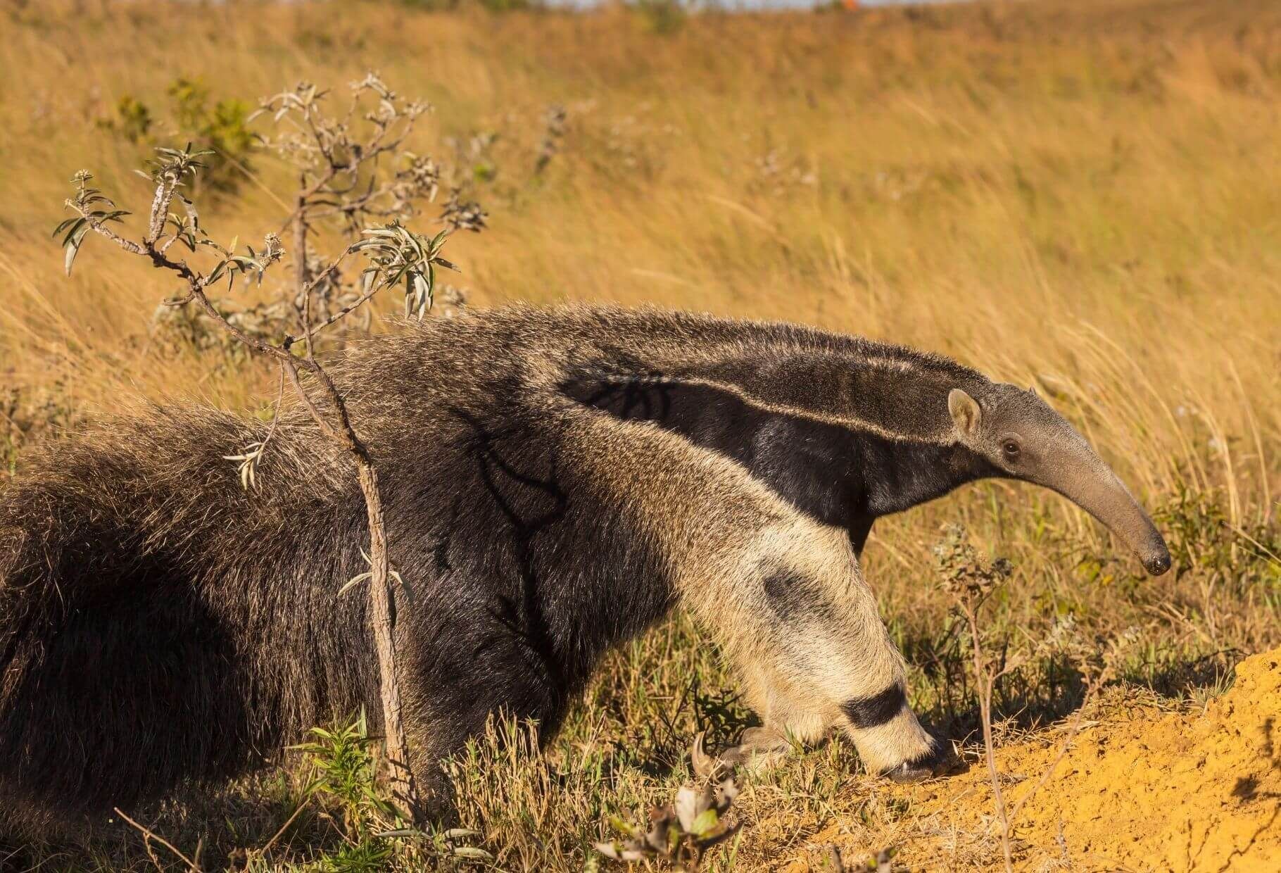 mexican wolf mom and pup